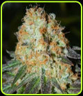 Bud Bud Bling Tingz - Dr Krippling Seeds