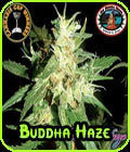 Buddha Haze - Big Buddha Seeds