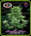Buddha Haze Automatic - Big Buddha Seeds