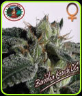 Buddha Kush - Big Buddha Seeds