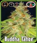 Buddha Tahoe - Big Buddha Seeds