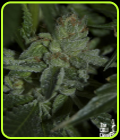 Buddha Tahoe OG - Cali Connection Seeds
