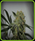 Buddha's Dream - Sin City Seeds