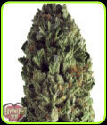 Budzilla - Heavyweight Seeds