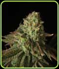 Buks Banner #11 Auto - Propaganja Seeds