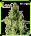 Bulk Smash Auto - Dr Krippling Seeds