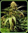 Bullshark - The Bulldog Seeds