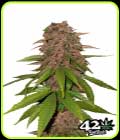 C4-Matic - FastBuds