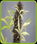 CBD 30:1 AUTO - Medical Marijuana Genetics