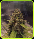 CBD 3D - CBD Crew Seeds