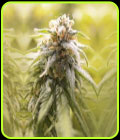 CBD Afghani - House of the Great Gardener
