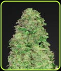 CBD Auto 20:1 - FastBuds