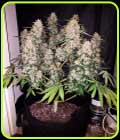 CBD Auto - Phoenix Cannabis Seeds