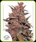 CBD Auto Blackberry Kush - Dutch Passion Seeds