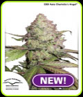 CBD Auto Charlotte’s Angel - Dutch Passion Seeds