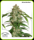 CBD Auto White Widow - Dutch Passion Seeds