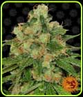 CBD Caramel - Barneys Farm Seeds