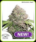 CBD Charlotte’s Angel - Dutch Passion Seeds