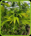 CBD Cheese - Original Big Buddha Family Farms