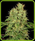 CBD-Chronic - Serious Seeds