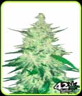 CBD Crack - FastBuds