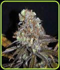 CBD Critical Mass - CBD Crew Seeds