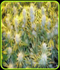 CBD Critical Mass - Phoenix Cannabis Seeds