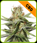 CBD Critical XXL - Seed Stockers