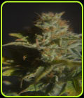 CBD Divine - CBD Crew Seeds