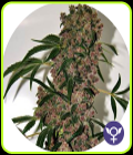 Girl Scout Cookies Extreme - The Bulldog Seeds