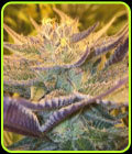 CBD Girl Scout Cookies - CBD Crew Seeds