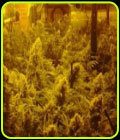 CBD Indica Mix - CBD Crew Seeds