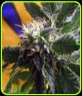 CBD God - BC Bud Depot