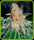 CBD Jam - Delicious Seeds