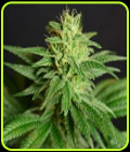 CBD Jean - House of the Great Gardener