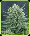 CBD MED GOM 1.0 Auto - CBD Crew Seeds