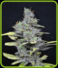 CBD Medi Haze - CBD Crew Seeds