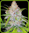 CBD Medi Kush - Spliff Seeds
