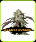 CBD Northern Lights - Seed Stockers