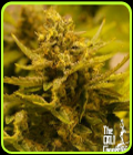 CBD OG - Cali Connection Seeds
