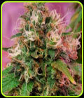 CBD OG Kush - CBD Crew Seeds