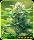 CBD Oil Maker - PowerStrains