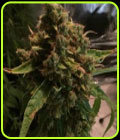 CBD PH - CBD Crew Seeds