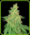 CBD René - House of the Great Gardener