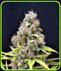 CBD Shark Shock - CBD Crew Seeds