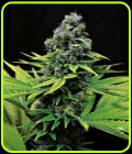 CBD Shark Shock - Seedsman Seeds
