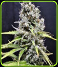 CBD Skunk Haze - CBD Crew Seeds
