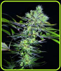 CBD Sweet 'n Sour Widow - Seedsman Seeds
