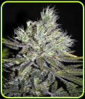 CBD Sweet n Sour Widow - CBD Crew Seeds