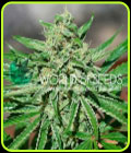 CBD Tonic - World of Seeds